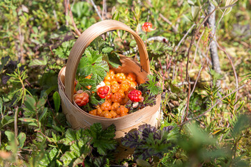 Ripe cloudberries in a basket in the forest. Karelia. Russia
