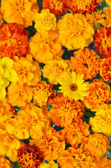 Marigold flowers pattern - totally orange