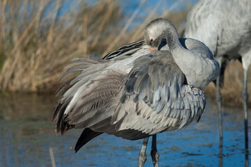 Common crane Grus grus. Juvenile preening. Gallocanta Lagoon Natural Reserve. Aragon. Spain.