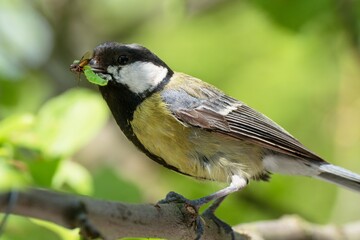 Great tit (Parus major) bears food to the young. Czechia. Europe