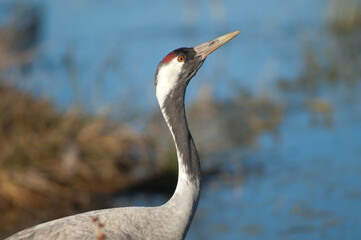 Common crane Grus grus drinking water. Gallocanta Lagoon Natural Reserve. Aragon. Spain.