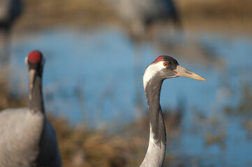 Common crane Grus grus . Gallocanta Lagoon Natural Reserve. Aragon. Spain.