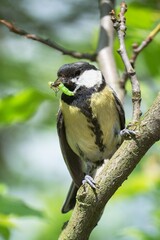 Great tit (Parus major) bears food to the young. Czechia. Europe