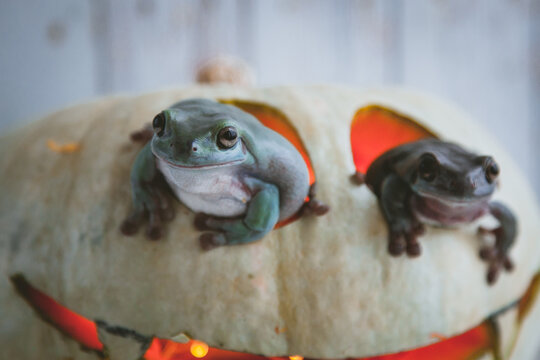 Amazing Australian Green Frogs With Halloween Pumpkin