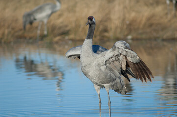 Common crane Grus grus spreading its wings. Gallocanta Lagoon Natural Reserve. Aragon. Spain.