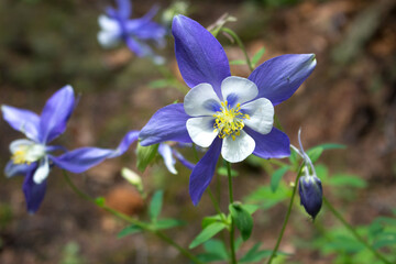 columbine