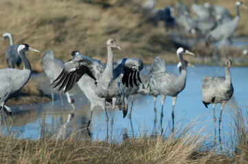 Common cranes Grus grus in a lagoon. Gallocanta Lagoon Natural Reserve. Aragon. Spain.
