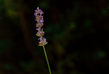 Close up, isolated lavender flower on black background.