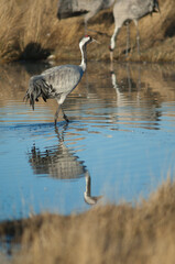 Common crane Grus grus in a lagoon. Gallocanta Lagoon Natural Reserve. Aragon. Spain.