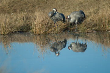 Common cranes Grus grus reflected in a lagoon. Gallocanta Lagoon Natural Reserve. Aragon. Spain.