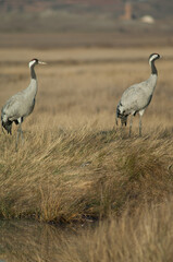 Common cranes Grus grus. Gallocanta Lagoon Natural Reserve. Aragon. Spain.