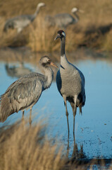 Common cranes Grus grus in a lagoon. Juvenile to the left and adult to the right. Gallocanta Lagoon Natural Reserve. Aragon. Spain.