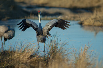 Back view of a common crane Grus grus flapping its wings. Gallocanta Lagoon Natural Reserve. Aragon. Spain.