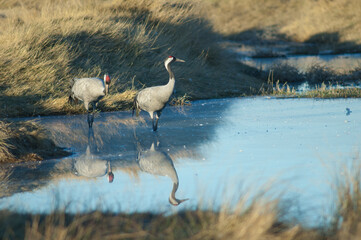 Fototapeta premium Common cranes Grus grus in a lagoon. Gallocanta Lagoon Natural Reserve. Aragon. Spain.