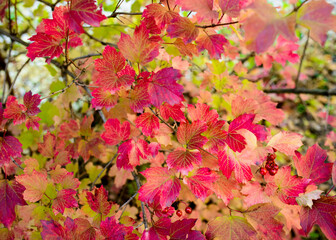 Colorful foliage in the autumn park Autumn leaves sky background Autumn Trees Leaves in vintage color