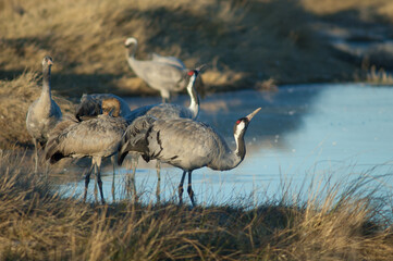 Common crane Grus grus drinking water in a lagoon. Gallocanta Lagoon Natural Reserve. Aragon. Spain.