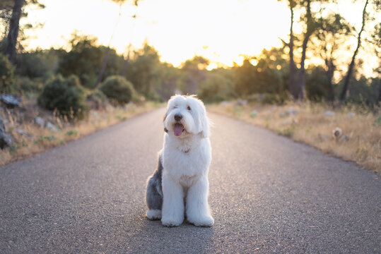 Adorable Old English Sheepdog sitting on asphalt roadway on background of majestic sundown