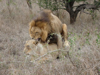 SOUTH AFRICA. LION IN THE BUSH DOING SEX.