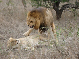 SOUTH AFRICA. LION IN THE BUSH DOING SEX.