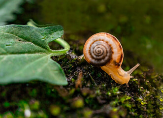 Small grape snail on green moss close-up. Natural blurred background. Helix pomatia, Gastropoda