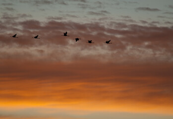 Common cranes Grus grus in flight at dawn. Bello. Teruel. Aragon. Spain.