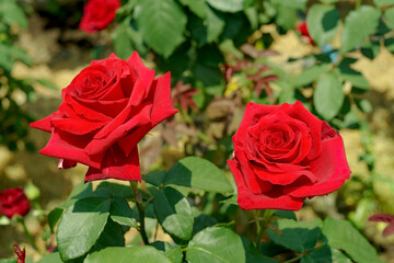 赤色のバラ