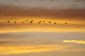 Common cranes Grus grus in flight at dawn. Bello. Teruel. Aragon. Spain.