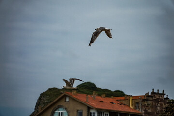 Möwe am Meer 2