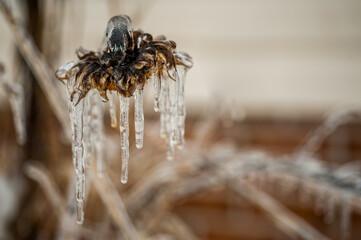 Frozen Sunflower