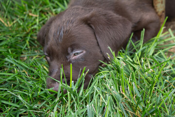 puppy in grass