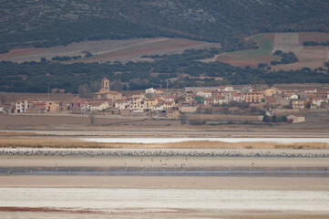 Fototapeta premium Common cranes Grus grus and Gallocanta village. Gallocanta Lagoon Natural Reserve. Zaragoza. Aragon. Spain.