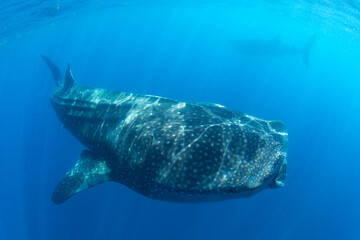 Naklejka premium Whale Shark swimming in Mexico