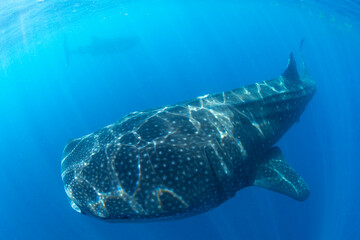 Naklejka premium Whale Shark swimming in Mexico
