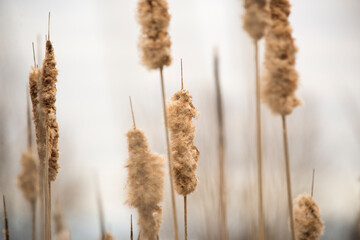 Old dried up cattails in a marsh in early spring with blurry background