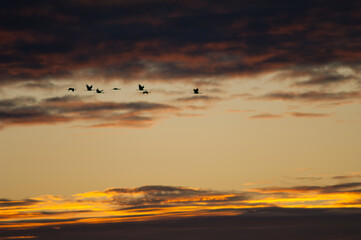 Common cranes Grus grus in flight at dawn. Gallocanta Lagoon Natural Reserve. Aragon. Spain.