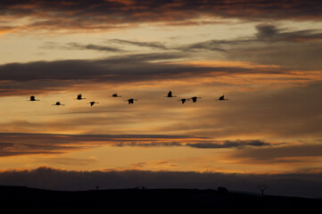 Common cranes Grus grus in flight at dawn. Gallocanta Lagoon Natural Reserve. Aragon. Spain.