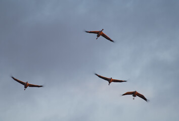 Common cranes Grus grus in flight at dawn. Picture blur to suggest movement. Gallocanta Lagoon Natural Reserve. Aragon. Spain.
