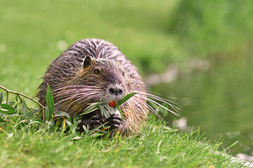 Rodent called 'Myocastor Coypus', commonly known as 'Nutria' eating a plant branch with large yellow teeth. Nutria are an invasive species in Europe originating from South America. - obrazy, fototapety, plakaty