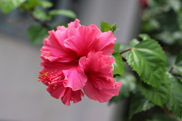 pink flower in the garden