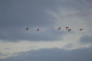 Common cranes Grus grus in flight at dawn. Picture blur to suggest movement. Gallocanta Lagoon Natural Reserve. Aragon. Spain.