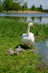 pair of swans with little swans