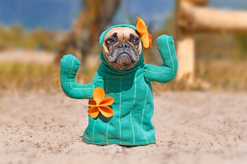 French Bulldog dog dressed up with funny cactus Halloween dog costume with fake arms and orange...
