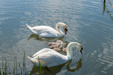 pair of swans with little swans