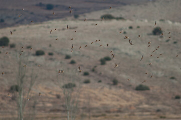 Common linnets, rock sparrows, Eurasian tree sparrows and European goldfinches in flight. Gallocanta Lagoon Natural Reserve. Aragon. Spain.
