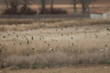 Common linnets Linaria cannabina mediterranea and European goldfinches Carduelis carduelis parva in flight. Gallocanta Lagoon. Aragon. Spain.
