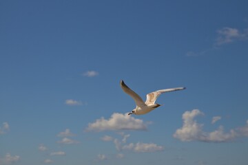 Möwe im Flug