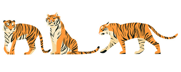 Isolated on white set of tigers in side view vector illustration. Big tropical cats design element collection. African felines in flat cartoon style.