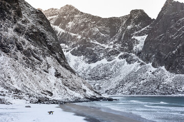 Fototapeta premium Surfers hiking with their boards in Lofoten.