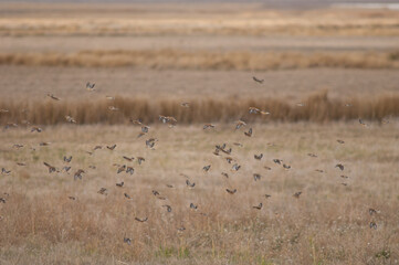 Common linnets Linaria cannabina mediterranea in flight. Gallocanta Lagoon Natural Reserve. Aragon. Spain.