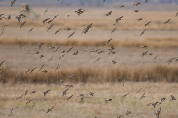 Common linnets Linaria cannabina mediterranea in flight. Gallocanta Lagoon Natural Reserve. Aragon. Spain.